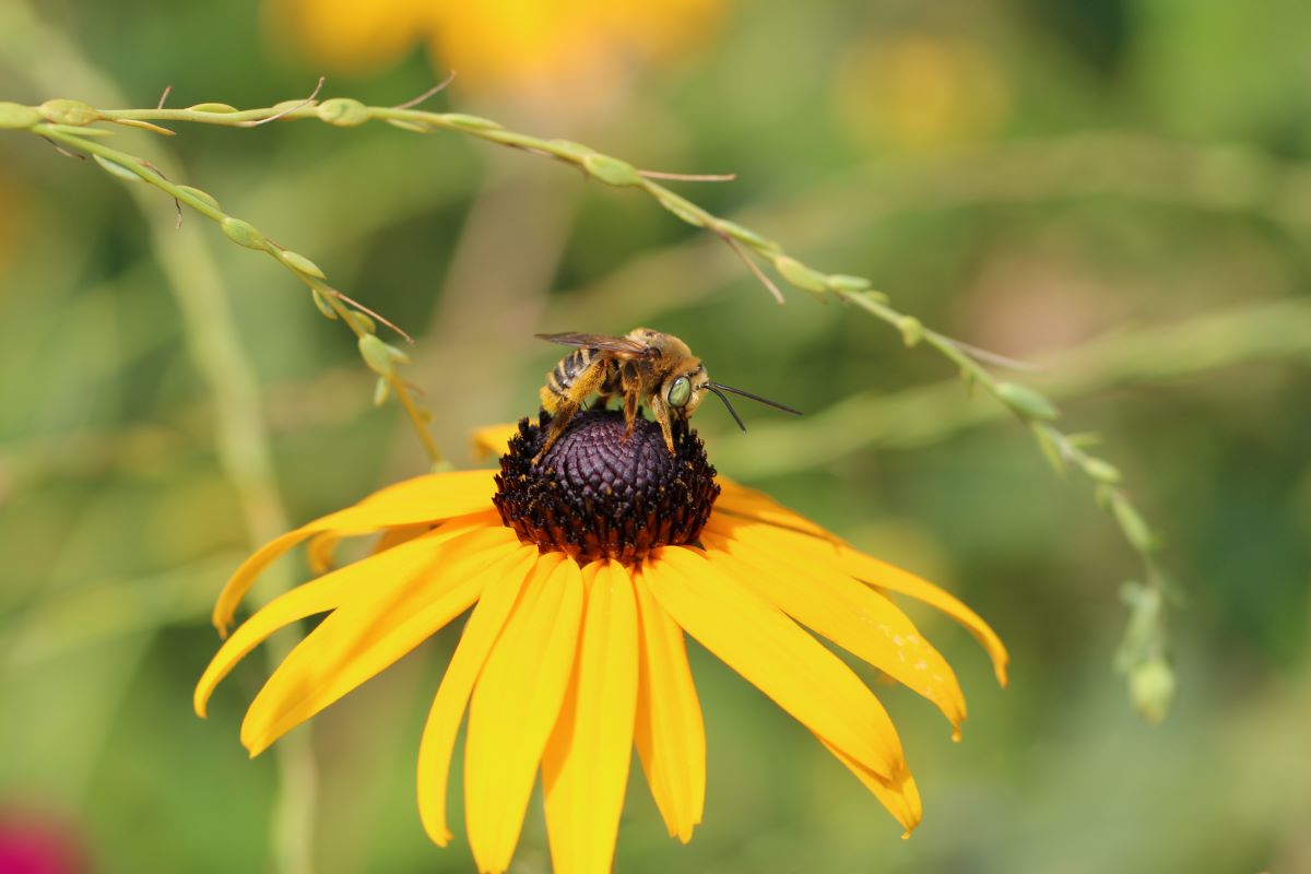 Male longhorned bee on rudbeckia. Credit: Jennifer Hopwood / Xerces Society