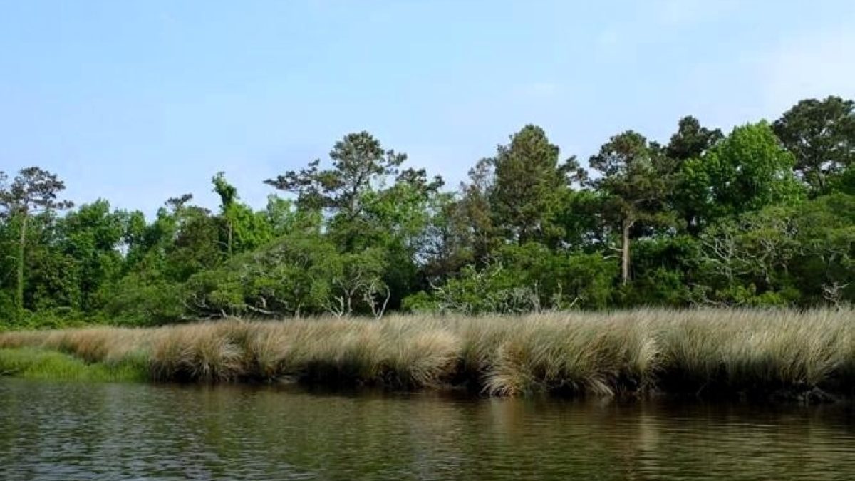 The North Carolina Coastal Federation recently received a grant to restore 1,100 acres of land along the Newport River, some of which is shown here, to wetlands. Photo: Scott Pohlman