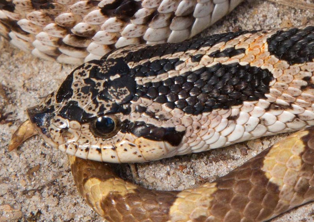 Southern hognose snake. Photo: Patrick Pierson Hill, Florida Fish and Wildlife Commission