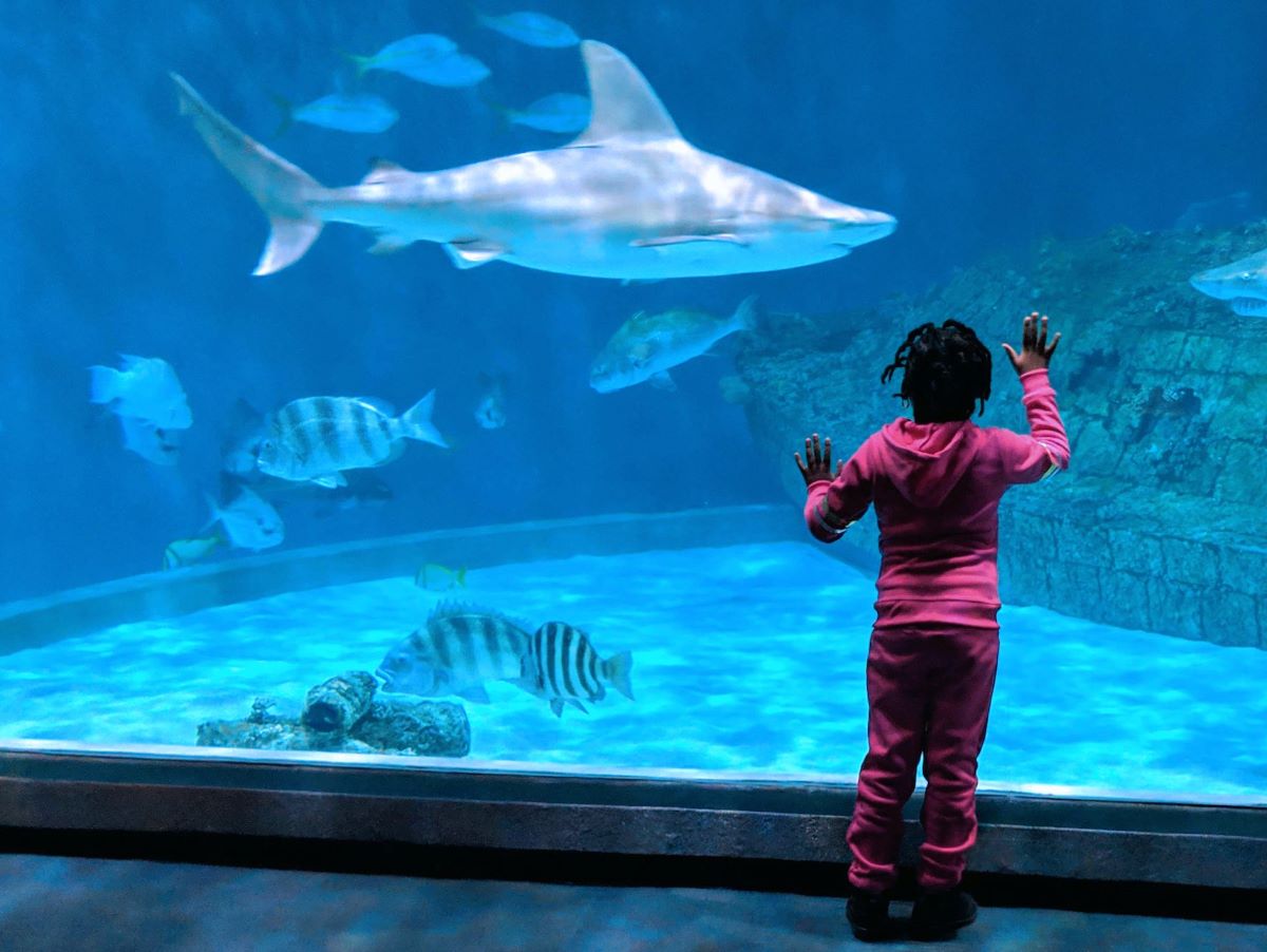 An Aquarium Scholars student watches a sandbar shark and native NC fish through the window of the Graveyard of the Atlantic habitat at the NC Aquarium on Roanoke Island, which replicates the wreck of the USS Monitor. Photo: N.C. Aquariums