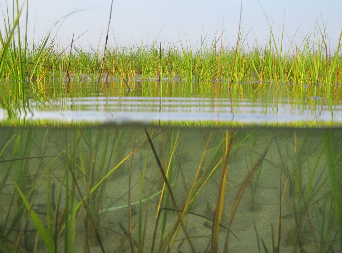 Marsh grass can be seen above and below the water line in the salt marsh behind Figure Eight Island in northern New Hanover County. Photo: Mark Courtney