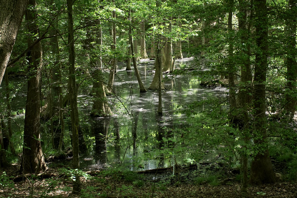 The swamp at the bottom of the ravine at the Tall Glass of Water park in Bertie County is characteristic of northeastern North Carolina, according to Dr. Stan Riggs. Photo: Kip Tabb