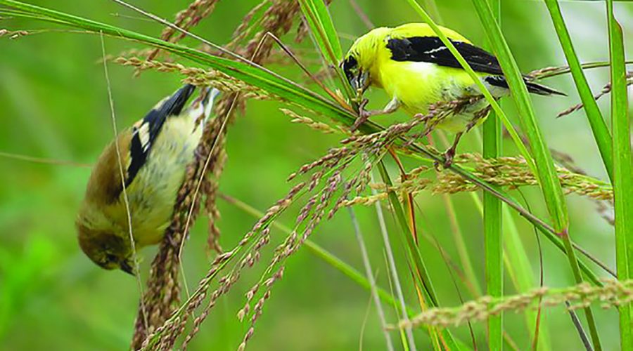 Native plants bear seeds and berries that birds, butterflies and insects need. Photo: Coastal Landscapes Initiative