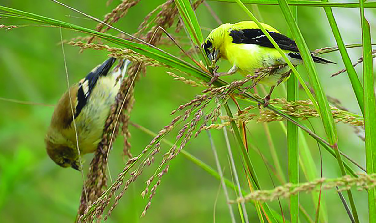 Native plants bear seeds and berries that birds, butterflies and insects need. Photo: Coastal Landscapes Initiative