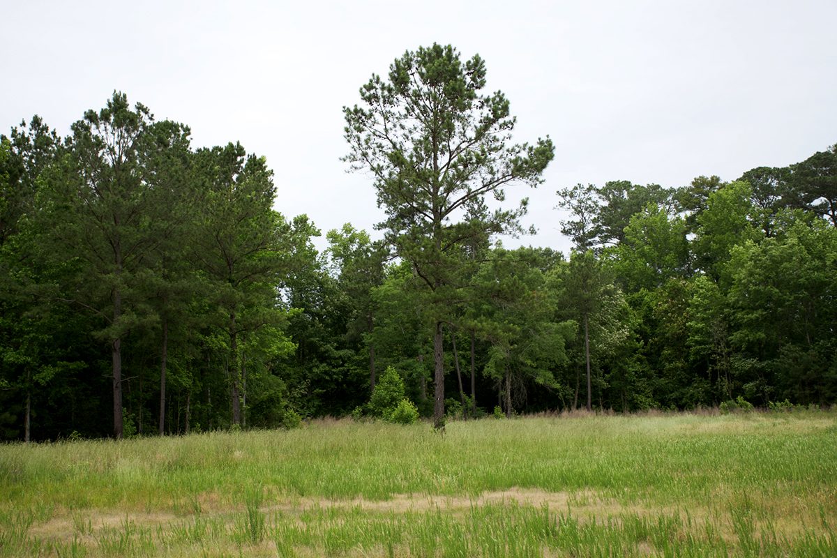 The open area to become a dedicated green space for Lewiston Woodville residents. Photo: Kip Tabb