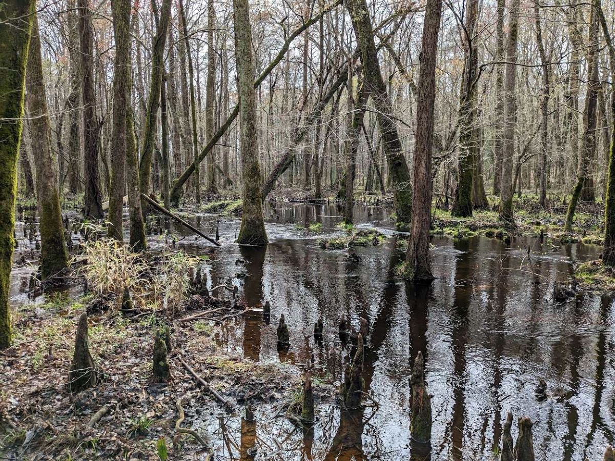 One of three Raleigh-area sites selected for a volunteer-based pilot wetlands monitoring program. Photo: Michael Burchell