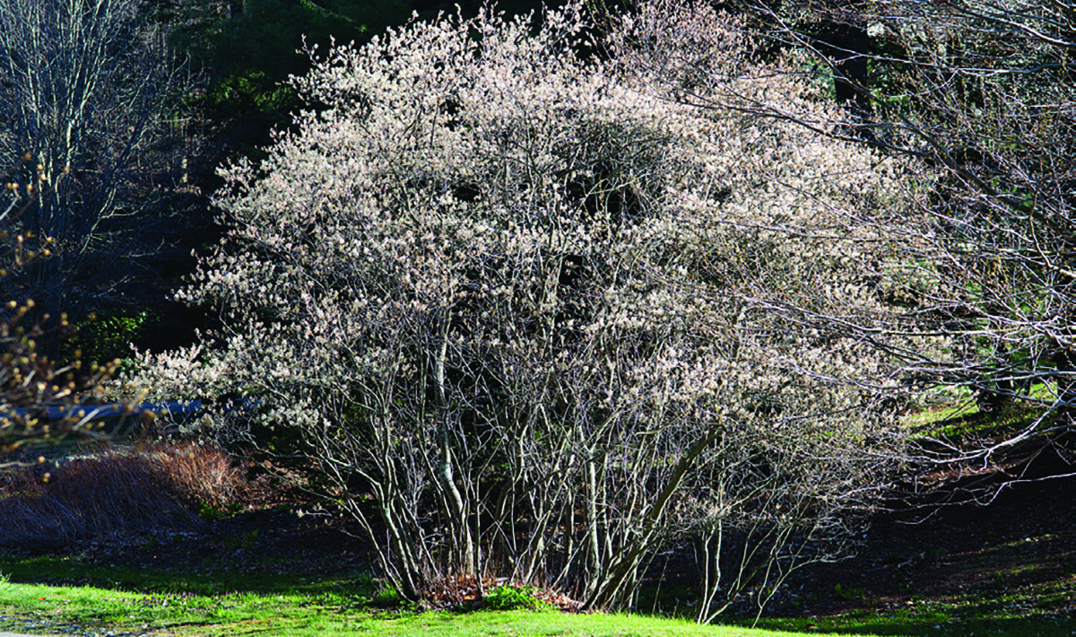 Amelanchier canadensis, or serviceberry, is a preferred alternative to callery or Bradford pear trees, according to the guide, that features slightly fragrant white flowers that support more than 94 butterfly and moth species in early spring and, later in the season, purple-red berries favored by songbirds and other animals. Photo: Coastal Landscapes Initiative