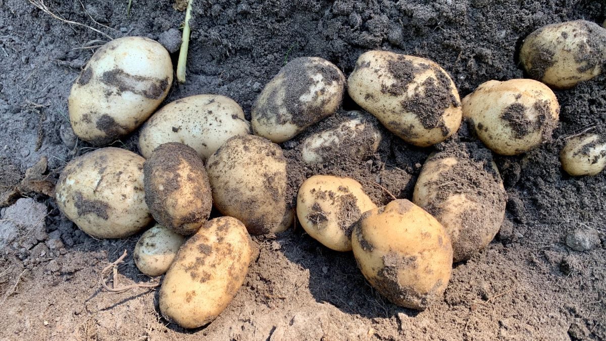 Freshly harvested potatoes at a past Tater Day, part of Island Farm's historic food series by Island Farm on Roanoke Island. Photo: Island Farm