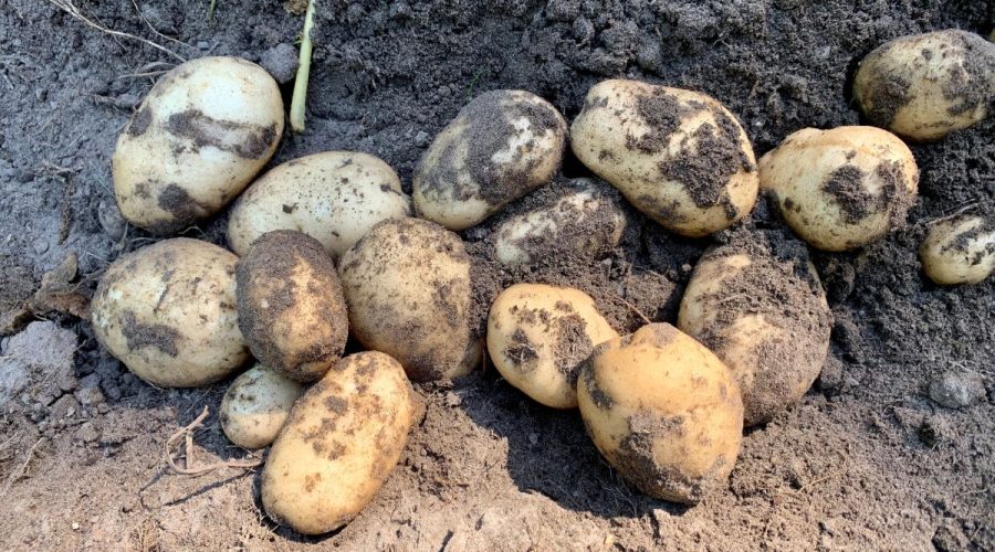 Freshly harvested potatoes at a past Tater Day, part of Island Farm's historic food series by Island Farm on Roanoke Island. Photo: Island Farm