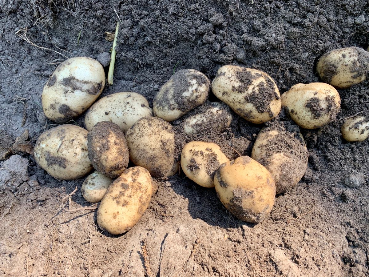 Freshly harvested potatoes at a past Tater Day, part of Island Farm's historic food series by Island Farm on Roanoke Island. Photo: Island Farm