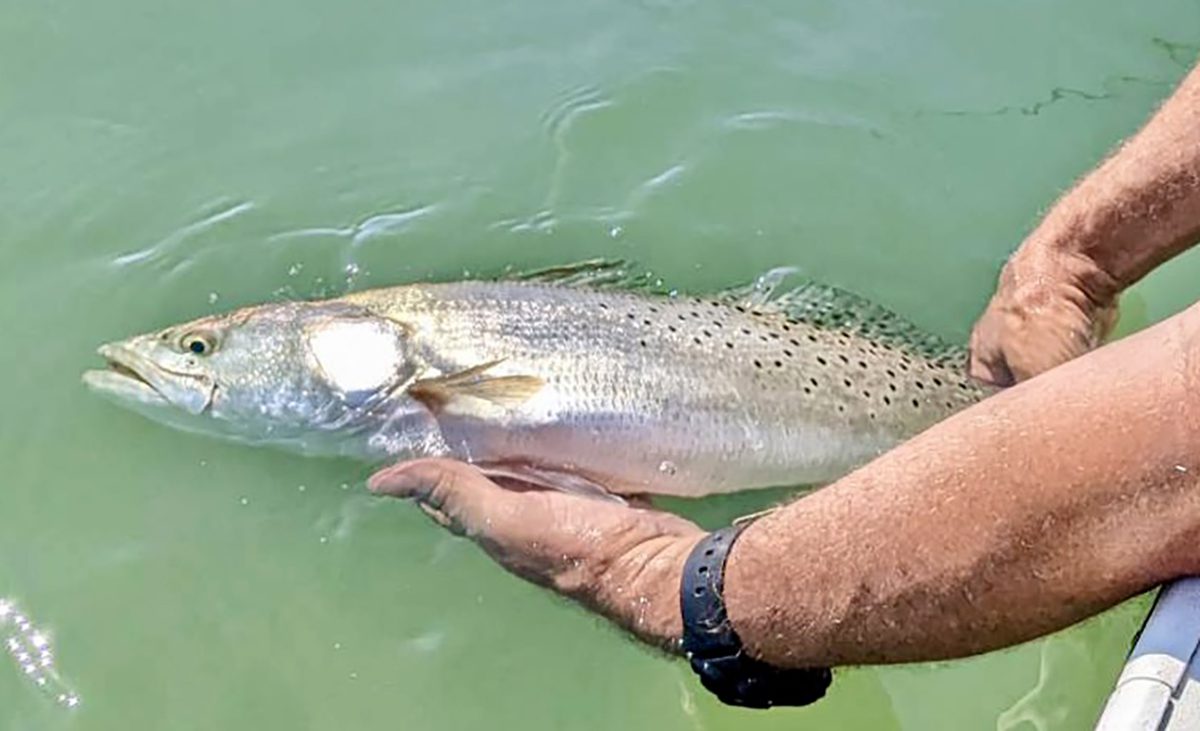 Big trout need to be played properly at boat side or they will pull the hook and be gone. Photo: Gordon Churchill