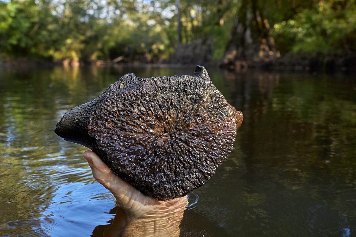 A vertebrae from an extinct species of Pliocene cetacean found in Swift Creek, near Leggett, North Carolina, Sunday, Oct. 10, 2021. Photo: Justin Cook