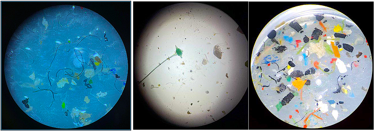 In this series of images from the Plastic Ocean Project, suspected plastic particles from collected samples are shown under a microscope. Photo: Bonnie Monteleone and Kayla West
