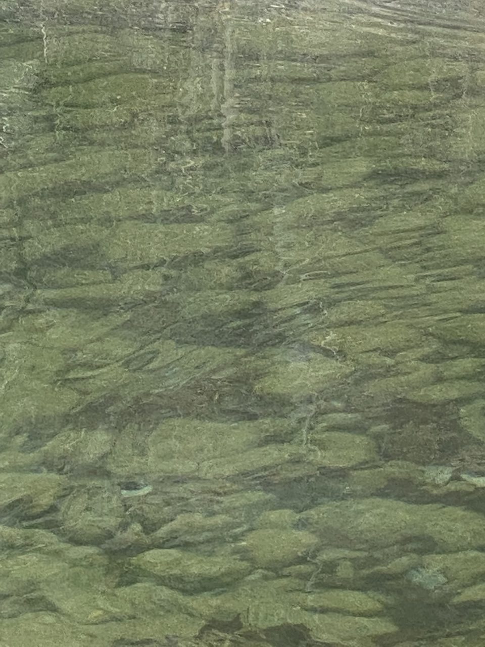 Believe it or not there is a rainbow trout in this photo, it’s tail fin is visib over a light colored rock and once you see a small part, you can see the rest. Photo: Gordon Churchill