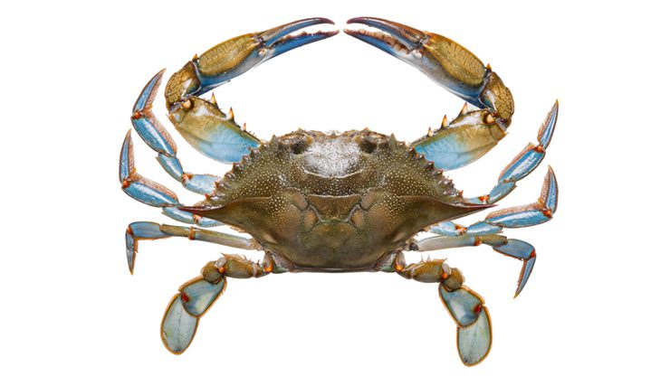 St. Matthew Blue King Crab Added To NOAA's 'Overfished' List