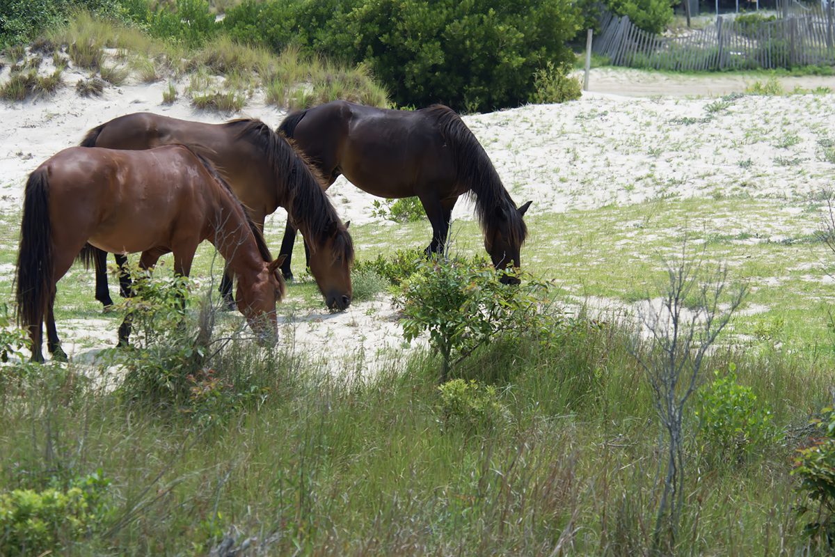 Banker horses Allie, left, Arwen and Rohan graze on dune grass on a summer day. Photo: Kip Tabb