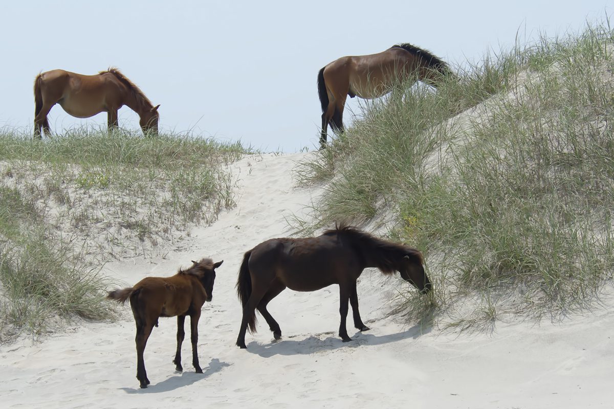 A harem at Currituck National Wildlife Refuge includes, clockwise from top left, Orlanda, Renzi; Cedar and her younger brother foal Drum. Photo: Kip Tabb