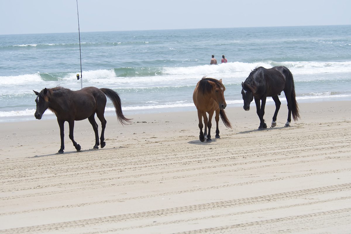 This small harem on the beach includes Rosa, Coco and Liberty. Photo: Kip Tabb