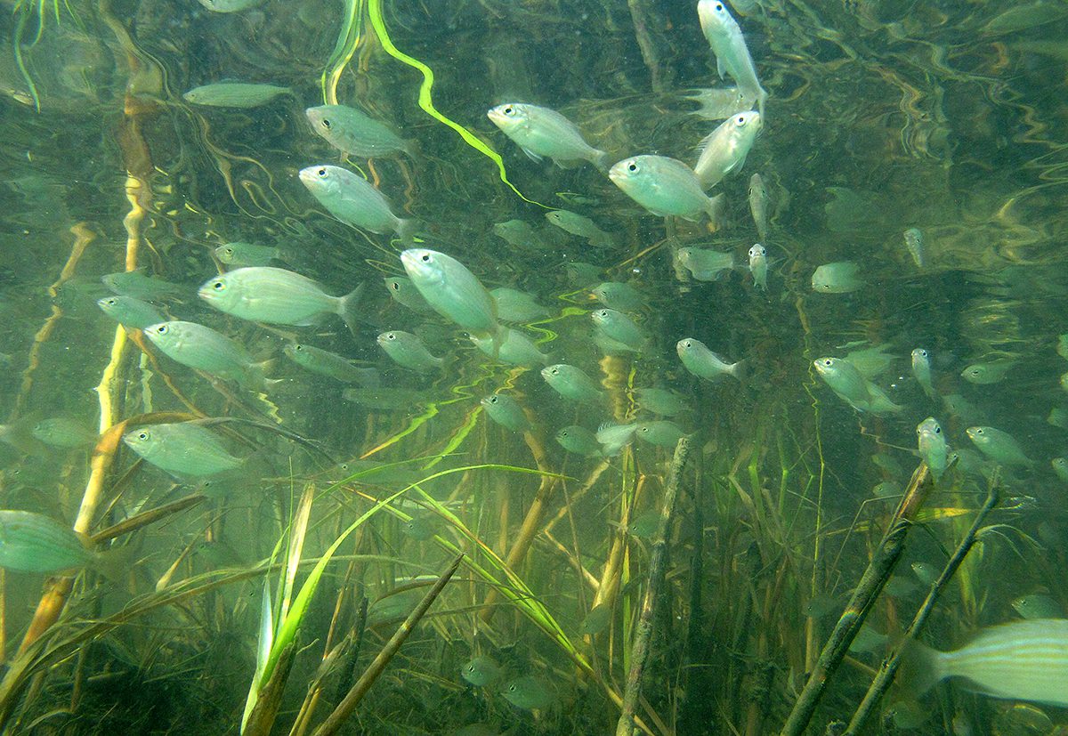 Small fish swim against the tide at Mason Inlet between Wrightsville Beach and Figure Eight Island. Photo: Mark Courtney