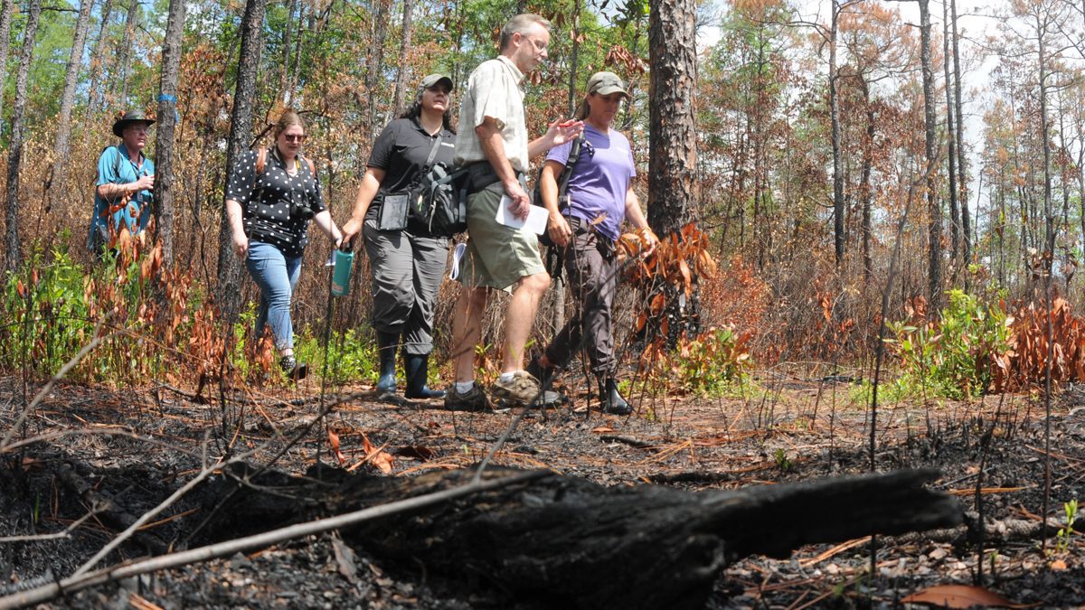 Deb Maurer with The Nature Conservancy, right, leads a media tour of the Green Swamp Preserve in an area where a controlled burn was safely accomplished in January. Photo: Mark Courtney