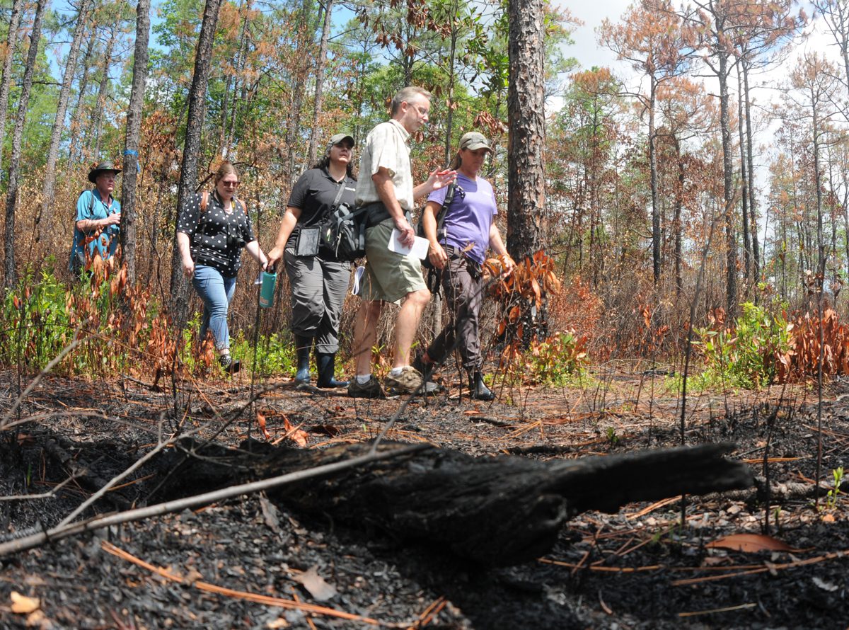 Deb Maurer with The Nature Conservancy, right, leads a media tour of the Green Swamp Preserve in an area where a controlled burn was safely accomplished in January. Photo: Mark Courtney