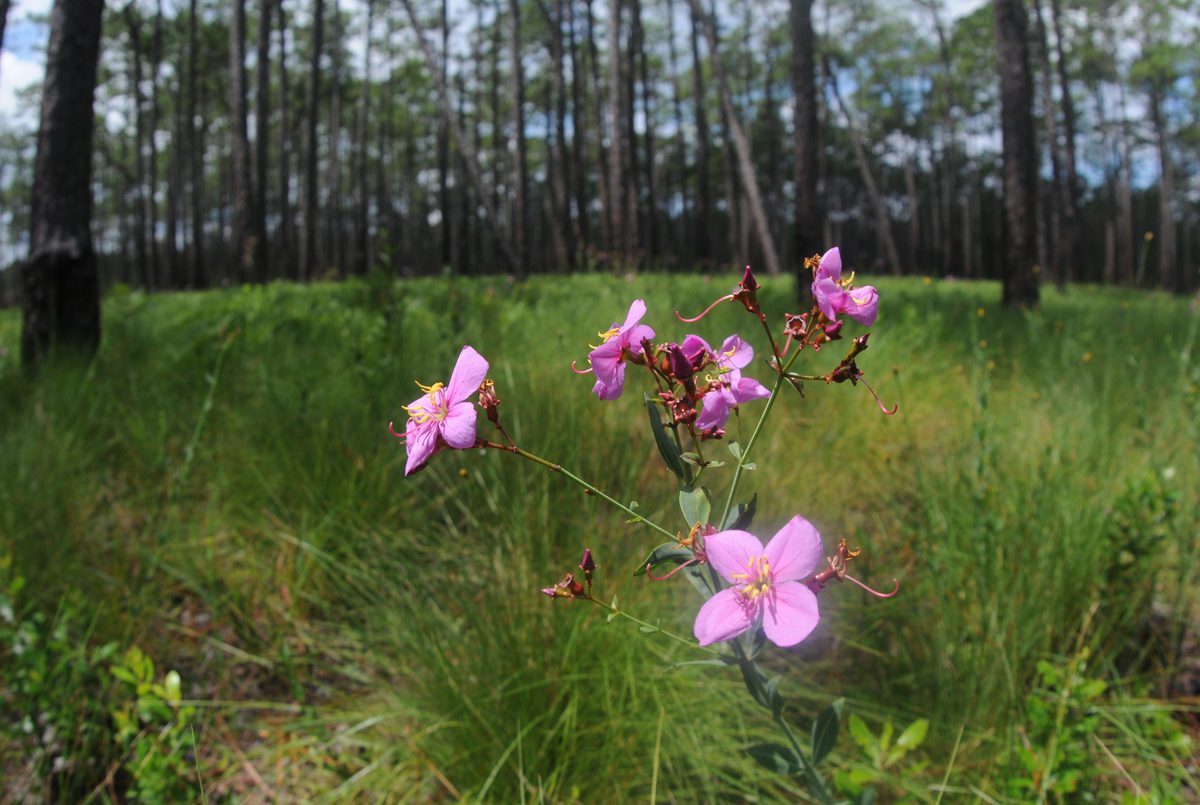 Meadow beauty blooms in an area of the Green Swamp Preserve where a controlled burn was held in January. Photo: Mark Courtney