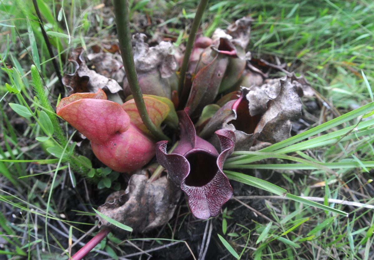 A purple pitcher plant in an area of the Green Swamp Preserve where a controlled burn was held in January. Photo: Mark Courtney