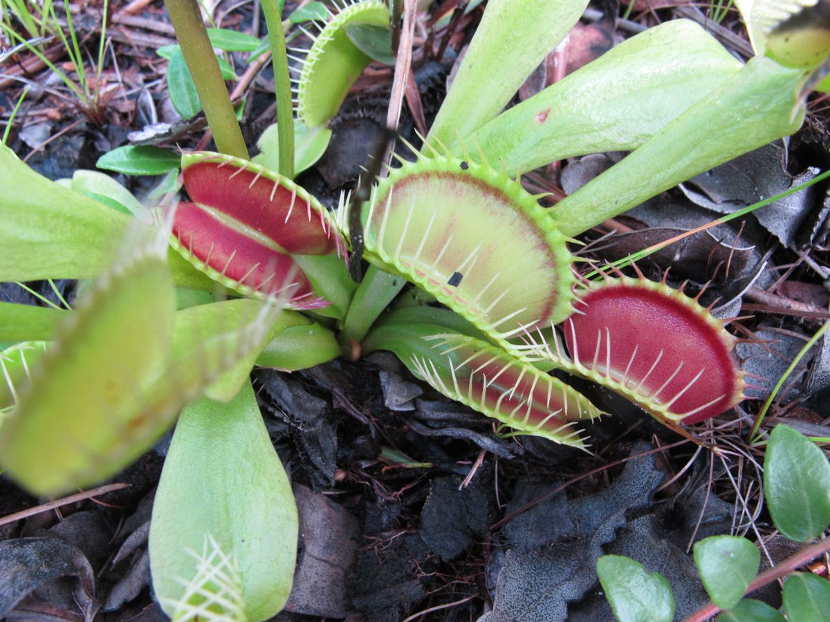 Venus flytrap are shown in an area of the Green Swamp Preserve where a controlled burn was held in January. Photo: Mark Courtney