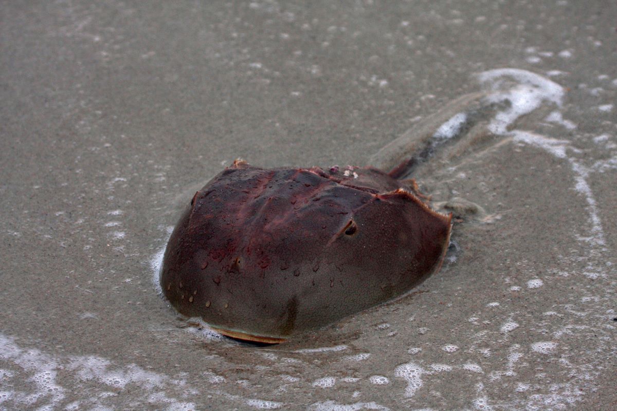 Horseshoe crab. Photo Peter Vankevich
