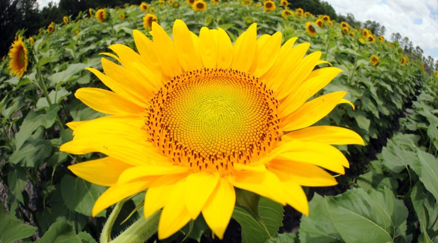 Sunflowers are in full bloom at the Trask Family Farms Sunflower Maze at 3650 Blue Clay Road in Castle Hayne. Tickets are required to walk the 9-acre maze. Photo: Mark Courtney