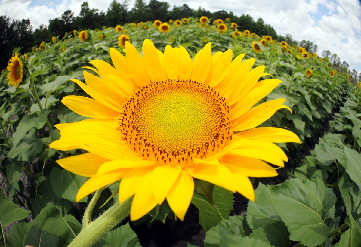 Sunflowers are in full bloom at the Trask Family Farms Sunflower Maze at 3650 Blue Clay Road in Castle Hayne. Tickets are required to walk the 9-acre maze. Photo: Mark Courtney