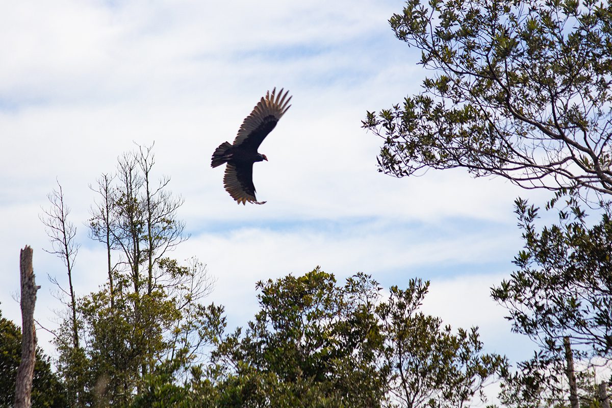 A turkey vulture flies overhead in Pocosin Lakes National Wildlife Refuge in February 2023. This bird species is commonly found in the refuge, according to a wildlife list the U.S. Fish and Wildlife Service published for the refuge. Photo: Corinne Saunders