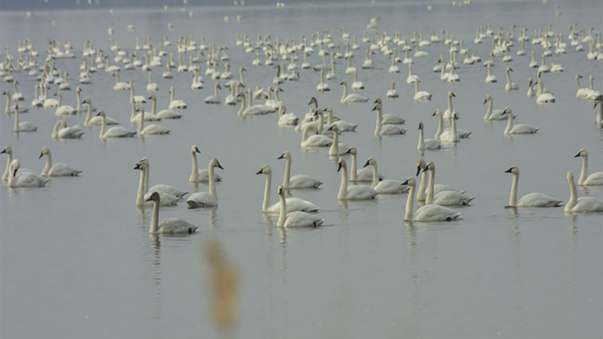 Swans cover Pungo Lake in winter 2021. The refuge is a popular destination for migratory waterfowl. Photo courtesy of Wendy Stanton, refuge manager for Pocosin Lakes National Wildlife Refuge.