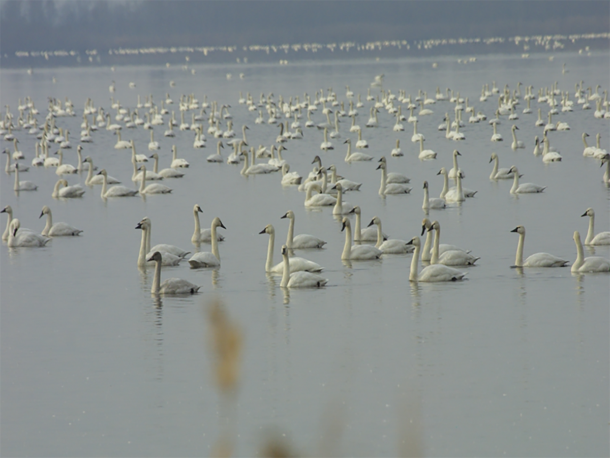 Swans cover Pungo Lake in winter 2021. The refuge is a popular destination for migratory waterfowl. 
Photo courtesy of Wendy Stanton, refuge manager for Pocosin Lakes National Wildlife Refuge.