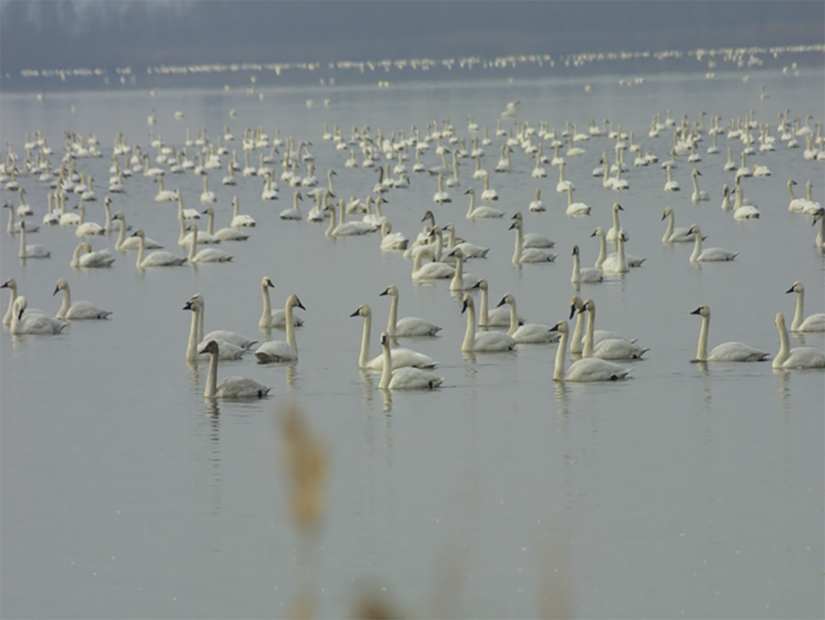 Swans cover Pungo Lake in winter 2021. The refuge is a popular destination for migratory waterfowl. Photo courtesy of Wendy Stanton, refuge manager for Pocosin Lakes National Wildlife Refuge.