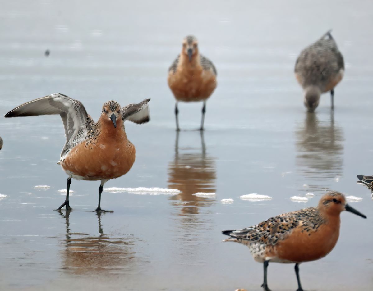 Red Knots on Ocracoke, May 14. Photo: Peter Vankevich
