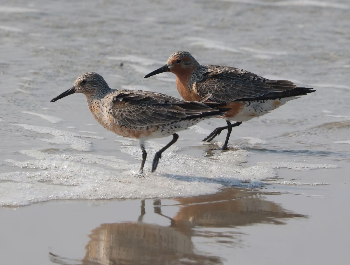 Red Knots in varying plumage photographed on Ocracoke May 22. Peter Vankevich
