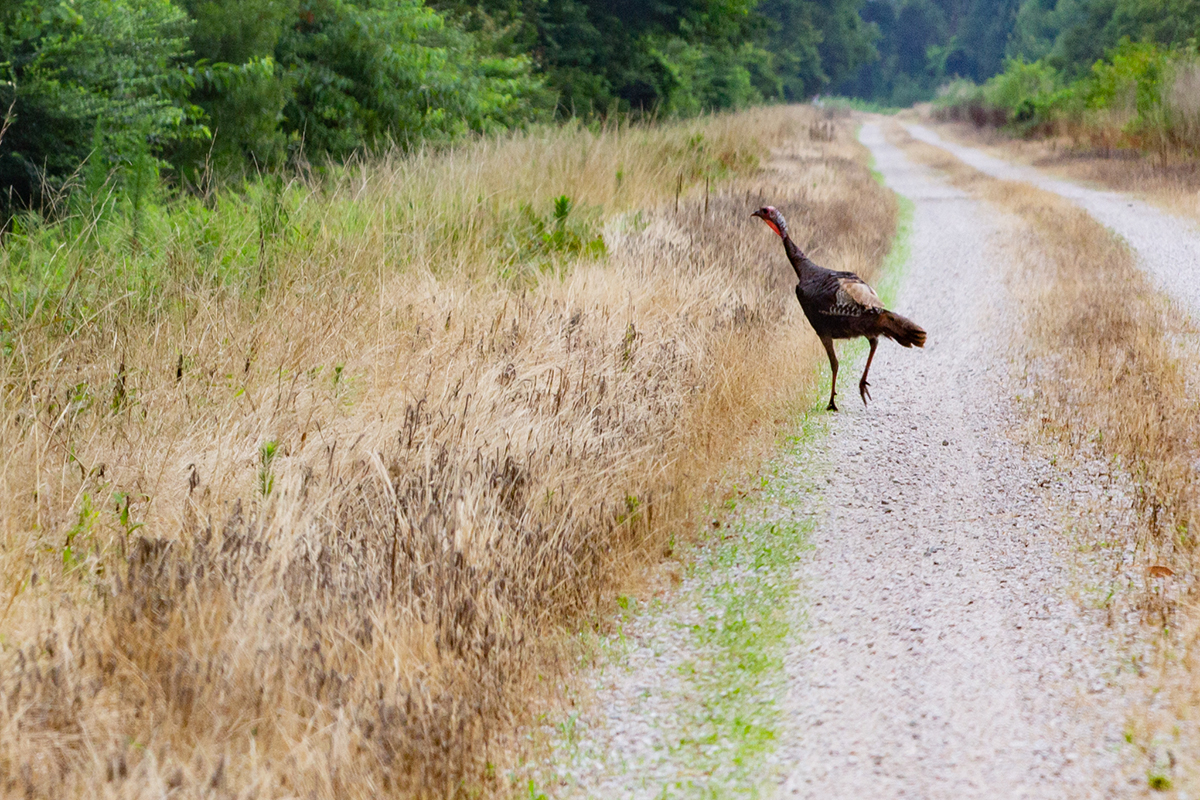 A wild turkey checks its surroundings a few miles north of Pungo Lake on the Pocosin Lakes National Wildlife Refuge. Photo: Corinne Saunders