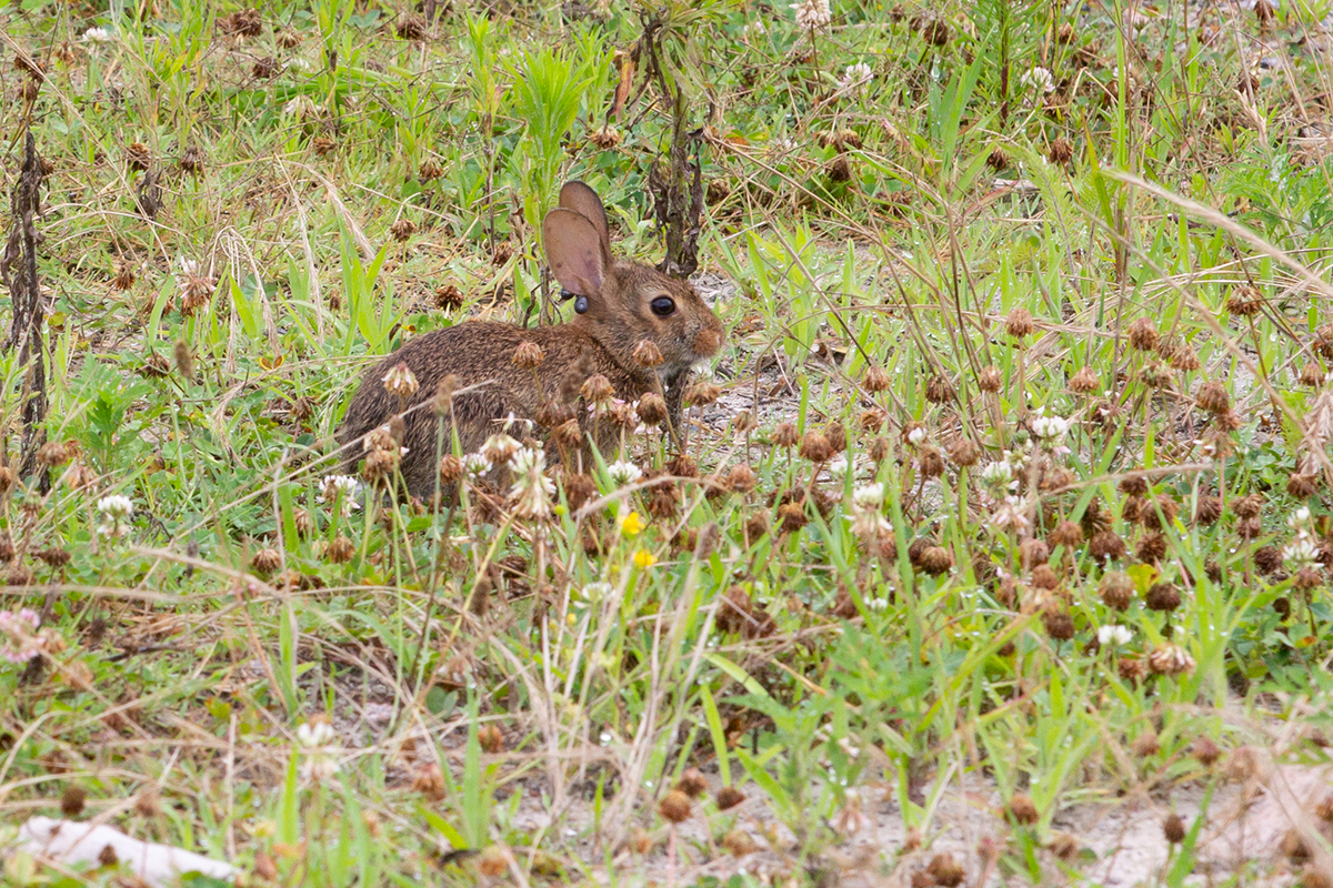 A rabbit's colors help it camouflage well in the refuge grasses. Photo: Corinne Saunders