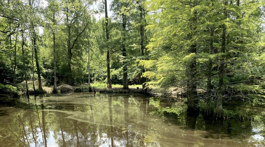 Low water levels and a surface algal bloom are visible earlier this week in this tributary flowing into Potecasi Creek near Conway. Photo: Colleen Karl