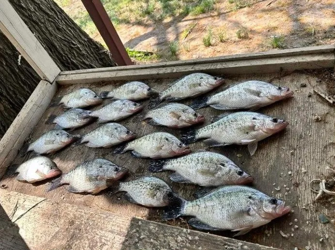 Bluegill is one of the species on the NCDHHS freshwater fish advisory list for the middle and lower Cape Fear River. The recommendation is that pregnant women, children, and women of childbearing age should avoid eating bluegill. Credit: The Skarure Tribe
