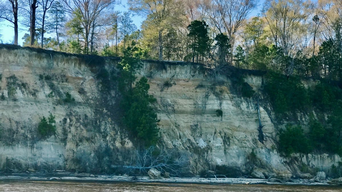 Point Comfort on the Chowan River in Bertie County is now protected through the North Carolina Coastal Land Trust. Photo: Coastal Land Trust