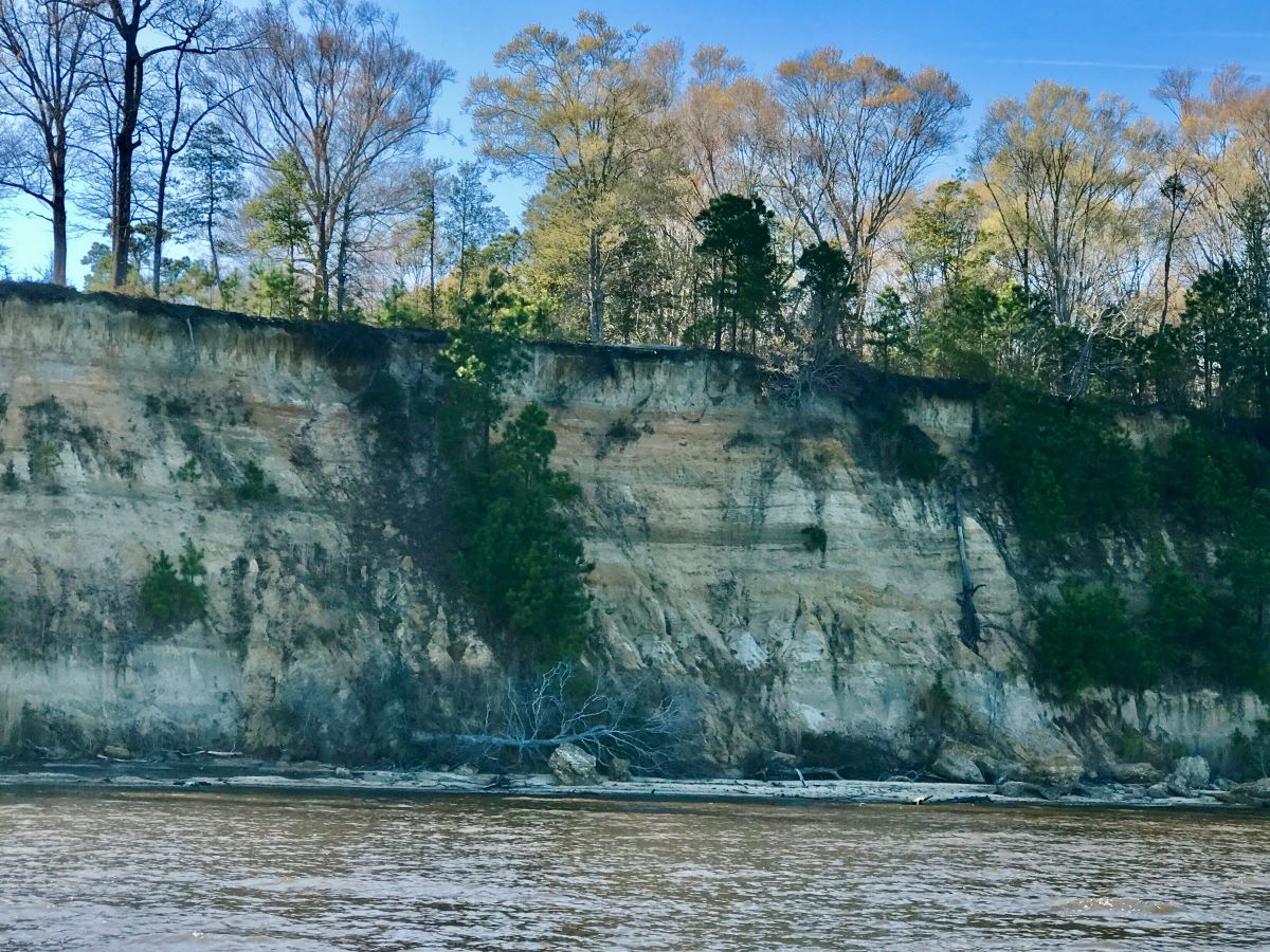 Point Comfort on the Chowan River in Bertie County is now protected through the North Carolina Coastal Land Trust. Photo: Coastal Land Trust