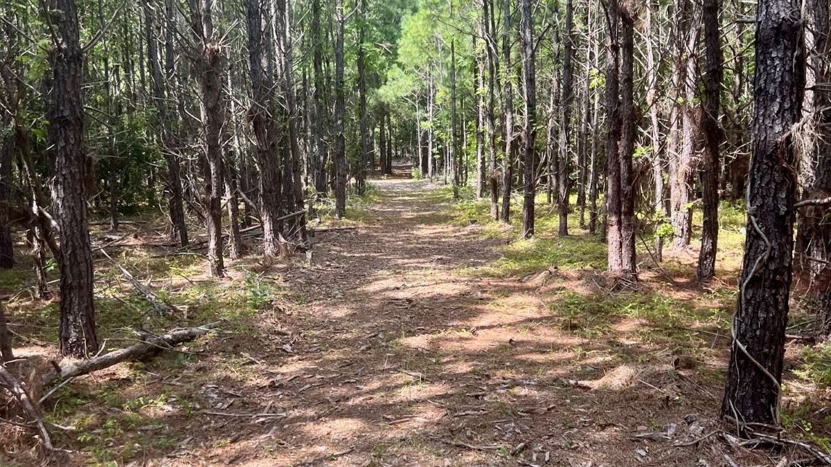 The North Carolina Coastal Federation will use the grant funds to improve this trail at the 77-acre site between Bogue Sound and N.C. 24where the future center will be built. Photo: N.C. Coastal Federation