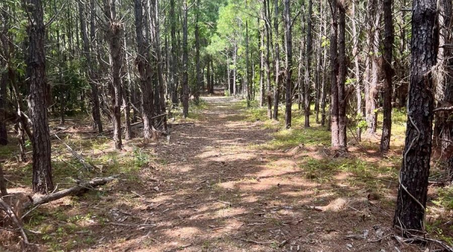 The North Carolina Coastal Federation will use the grant funds to improve this trail at the 77-acre site between Bogue Sound and N.C. 24where the future center will be built. Photo: N.C. Coastal Federation
