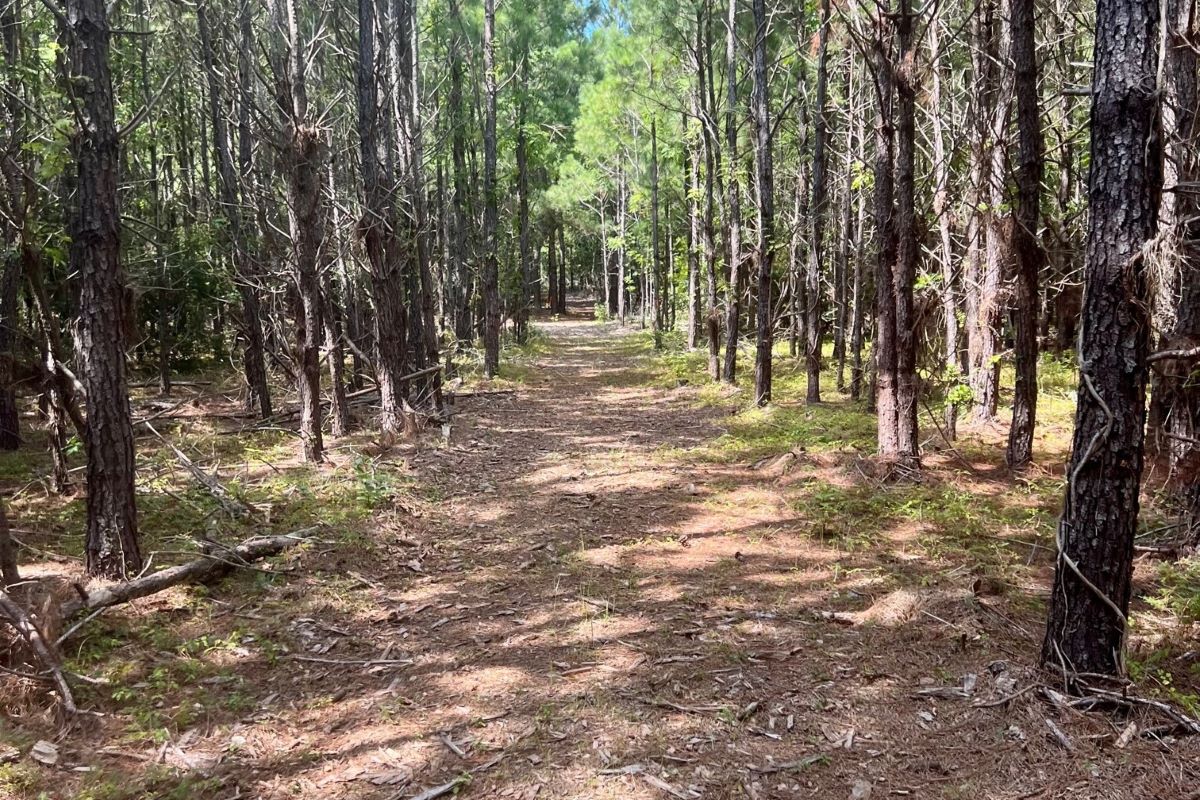 The North Carolina Coastal Federation will use the grant funds to improve this trail at the 77-acre site between Bogue Sound and N.C. 24where the future center will be built. Photo: N.C. Coastal Federation