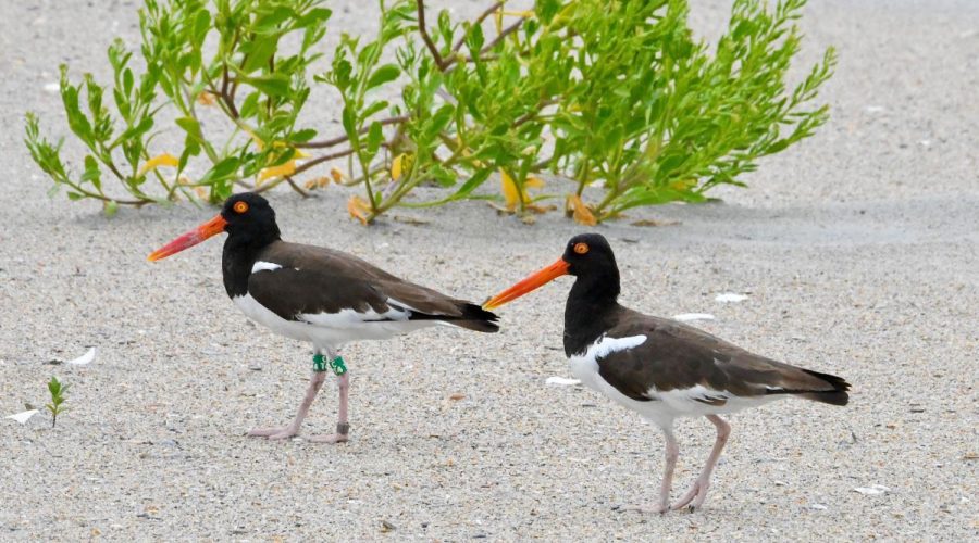 This year’s award photo is "American Oystercatchers" - taken by Tom Earnhardt writer, co-producer and host of UNC-TV’s Exploring North Carolina.