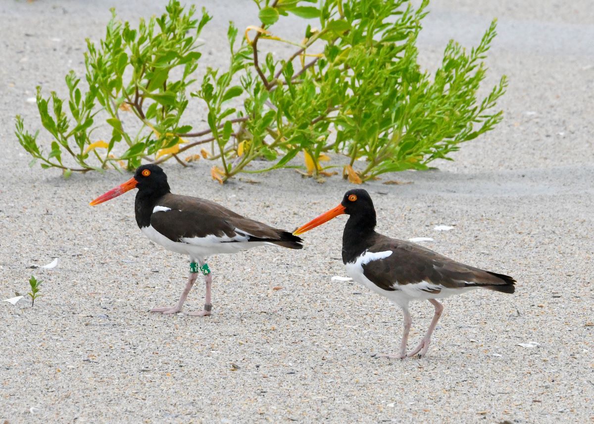 This year’s award photo is "American Oystercatchers" - taken by Tom Earnhardt
writer, co-producer and host of UNC-TV’s Exploring North Carolina.