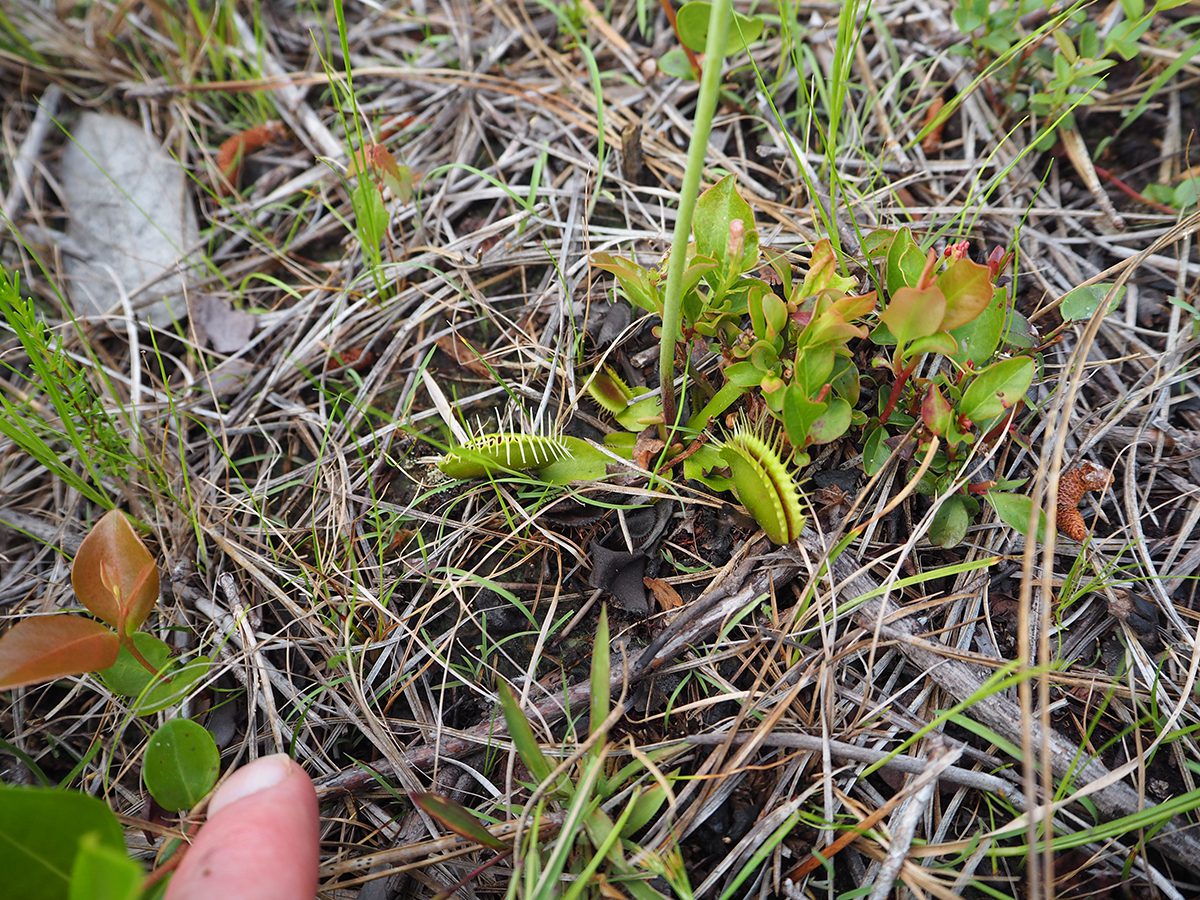 Closed Venus flytraps near Carolina Beach. Photo: D. Waller