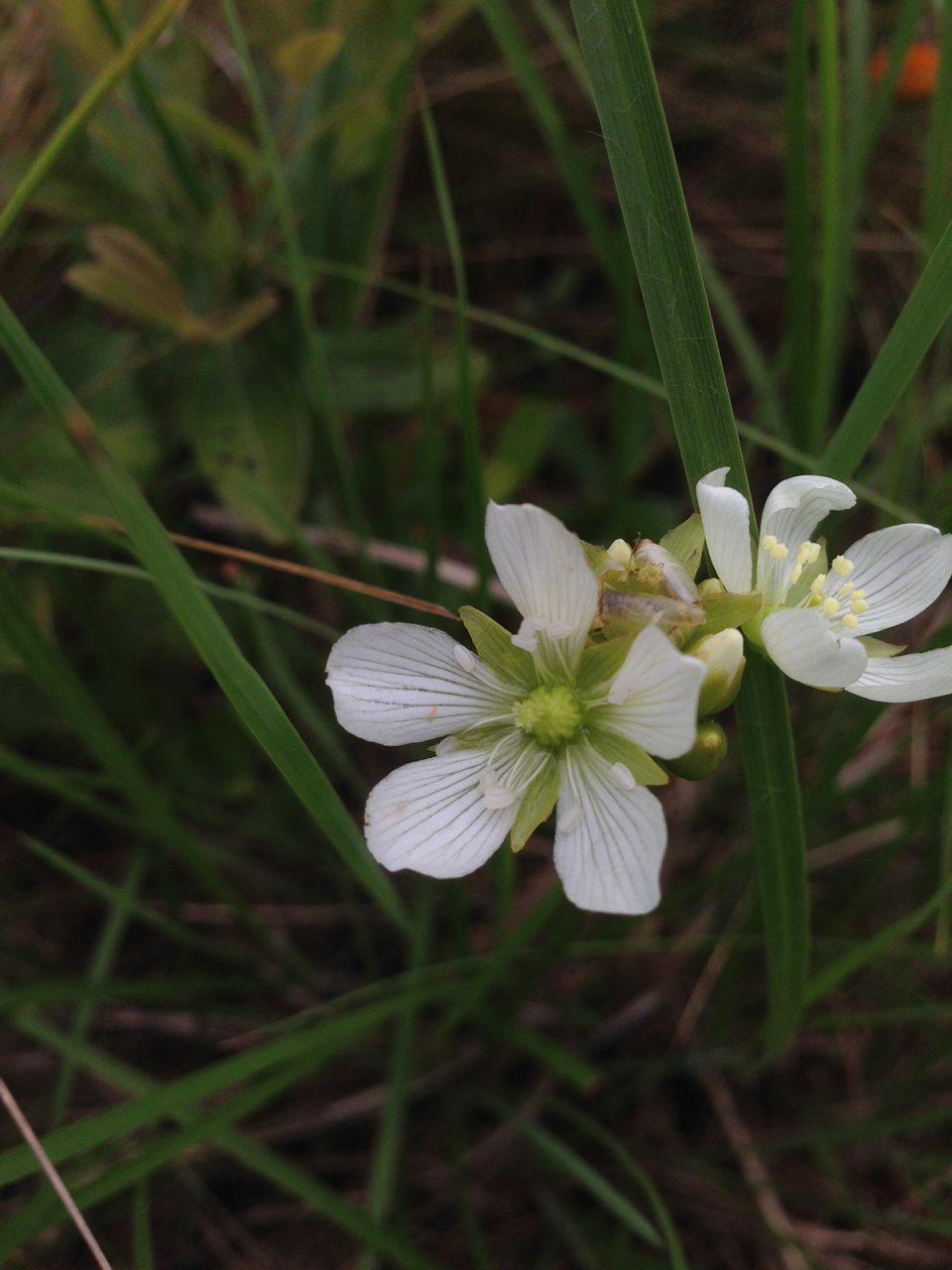 Flowering Venus flytrap. Photo: D. Waller